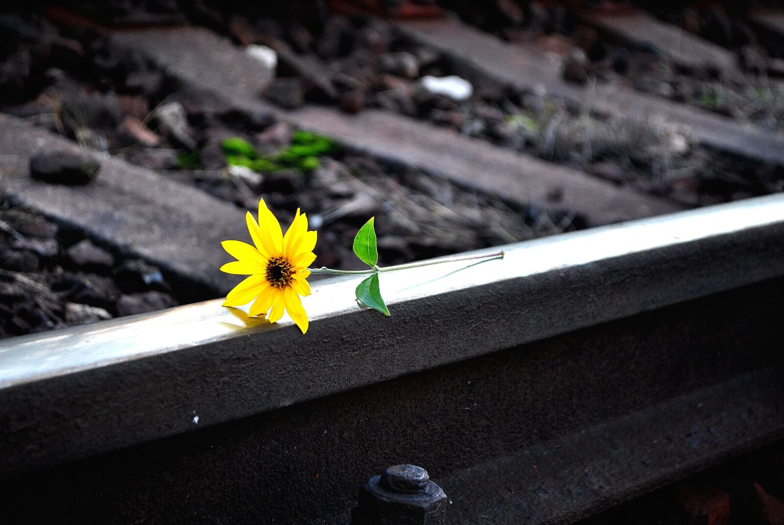 Nikon D3000 sample photo. Still life, railroad, yellow photography