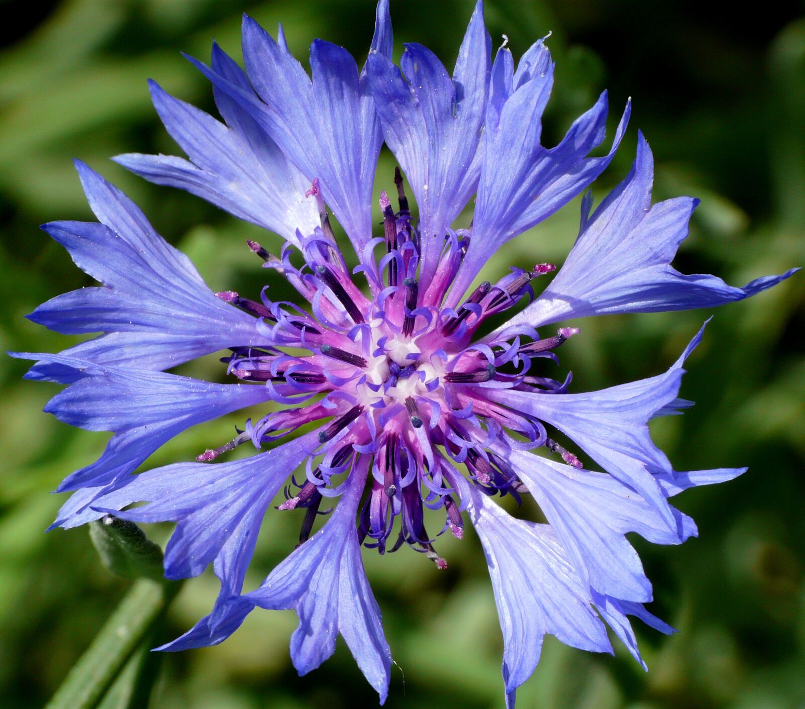 Panasonic DMC-FZ18 sample photo. Macro, flower, close up photography