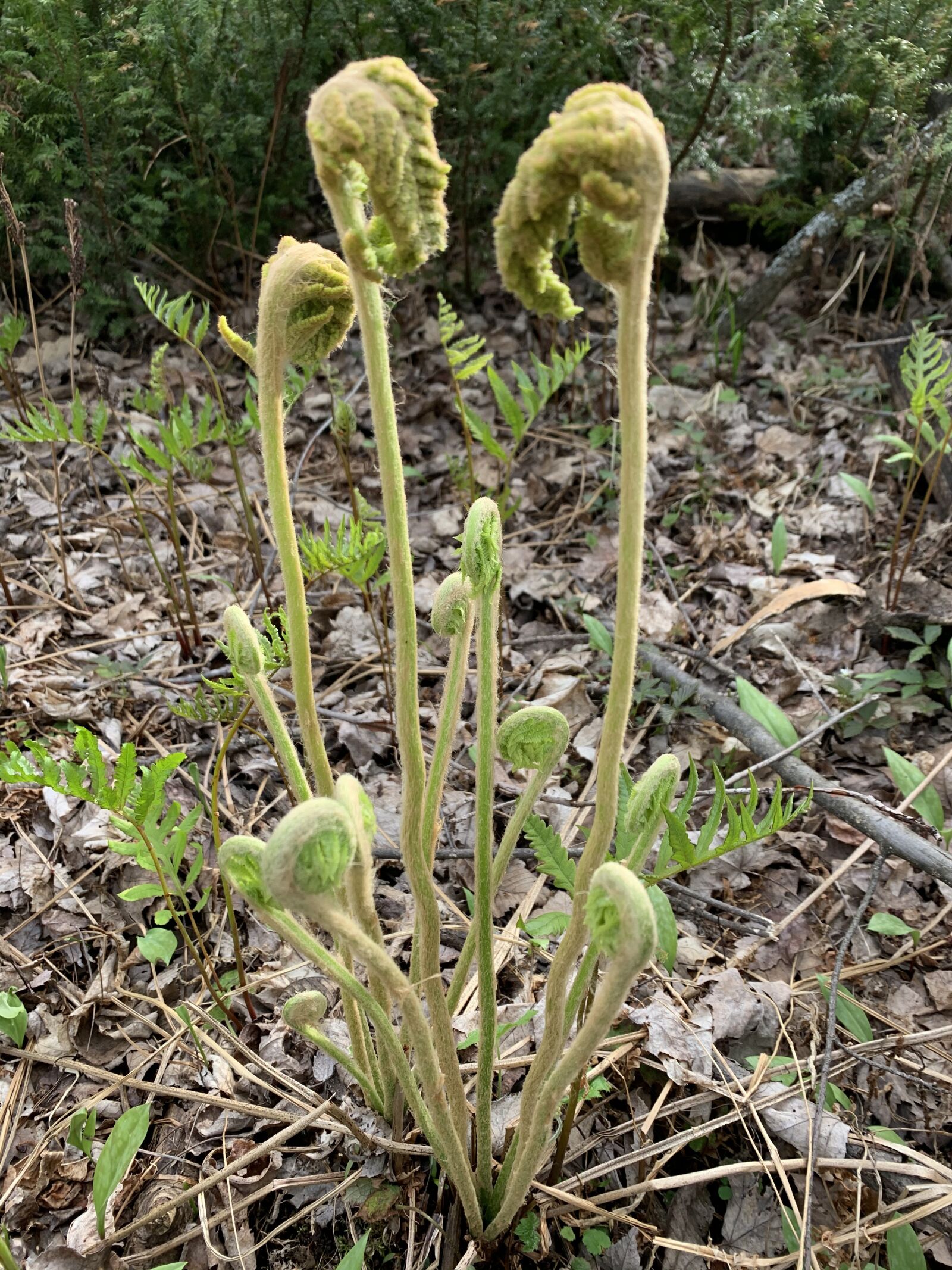Apple iPhone XR sample photo. Fiddleheads, nature, fern photography