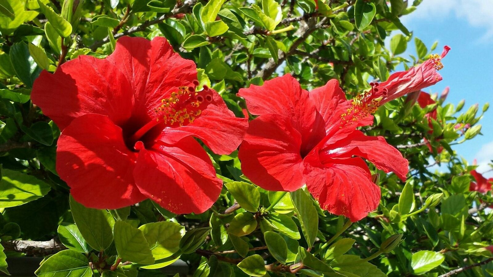 Samsung Galaxy S4 sample photo. Hybiskus, flower, red photography