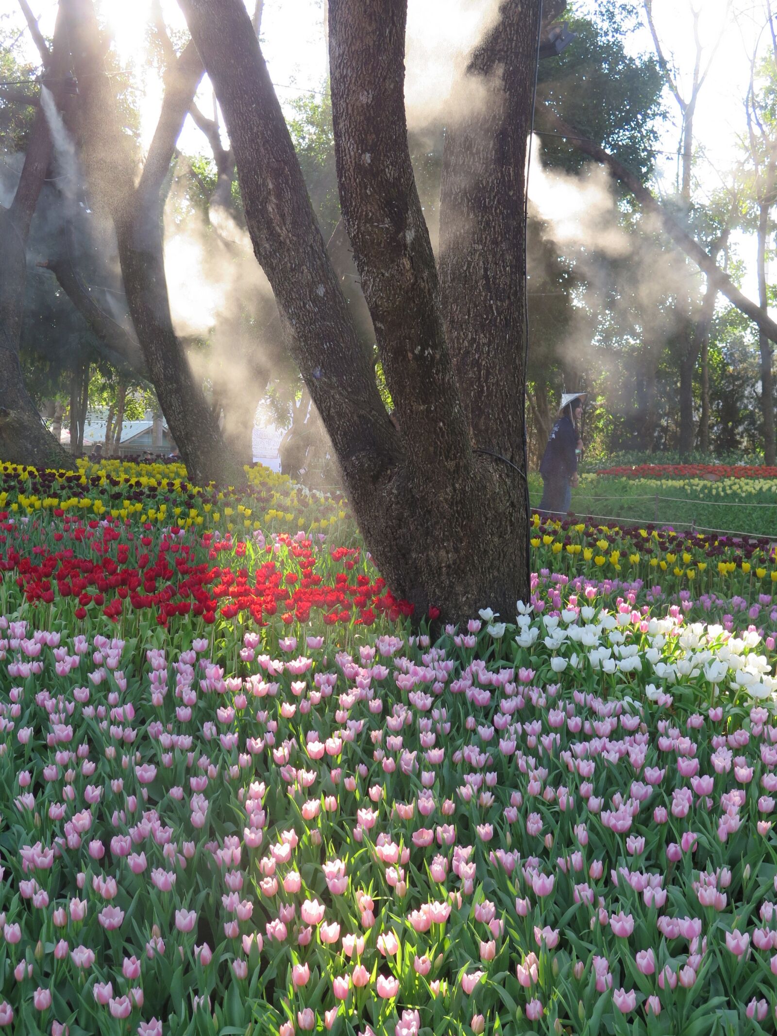 Canon PowerShot G16 sample photo. Chiang rai, thailand, garden photography