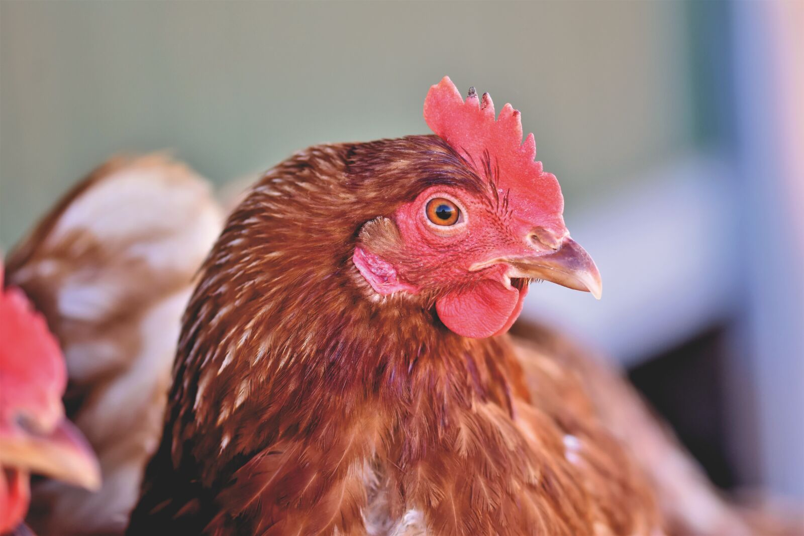 Nikon D7200 sample photo. Chicken, hen, poultry photography
