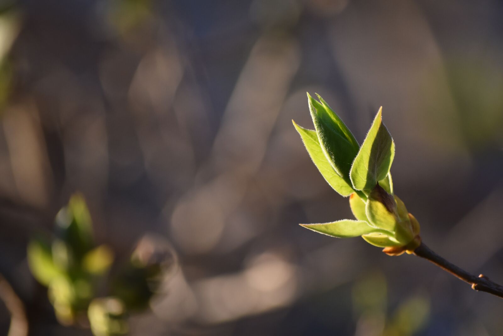 Nikon D3500 sample photo. Bud, grow, nature photography