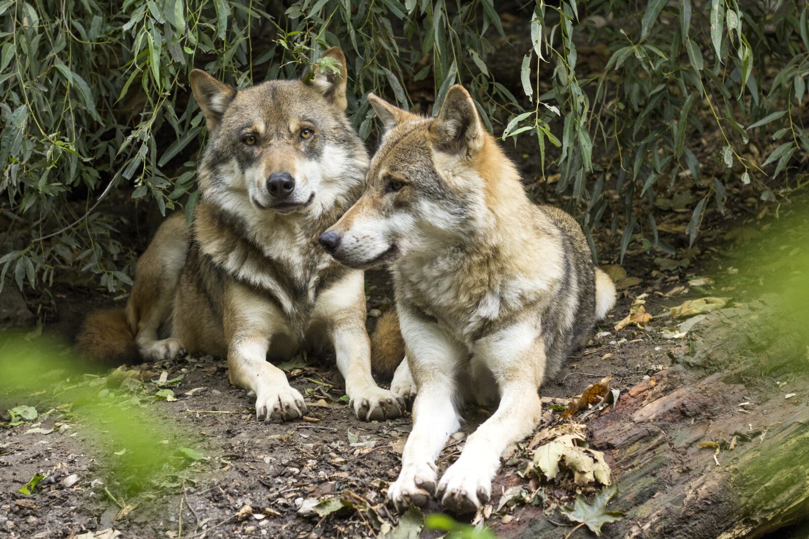 Canon EOS 60D + Canon EF 50mm F1.8 II sample photo. Wolf, canis lupus, european photography