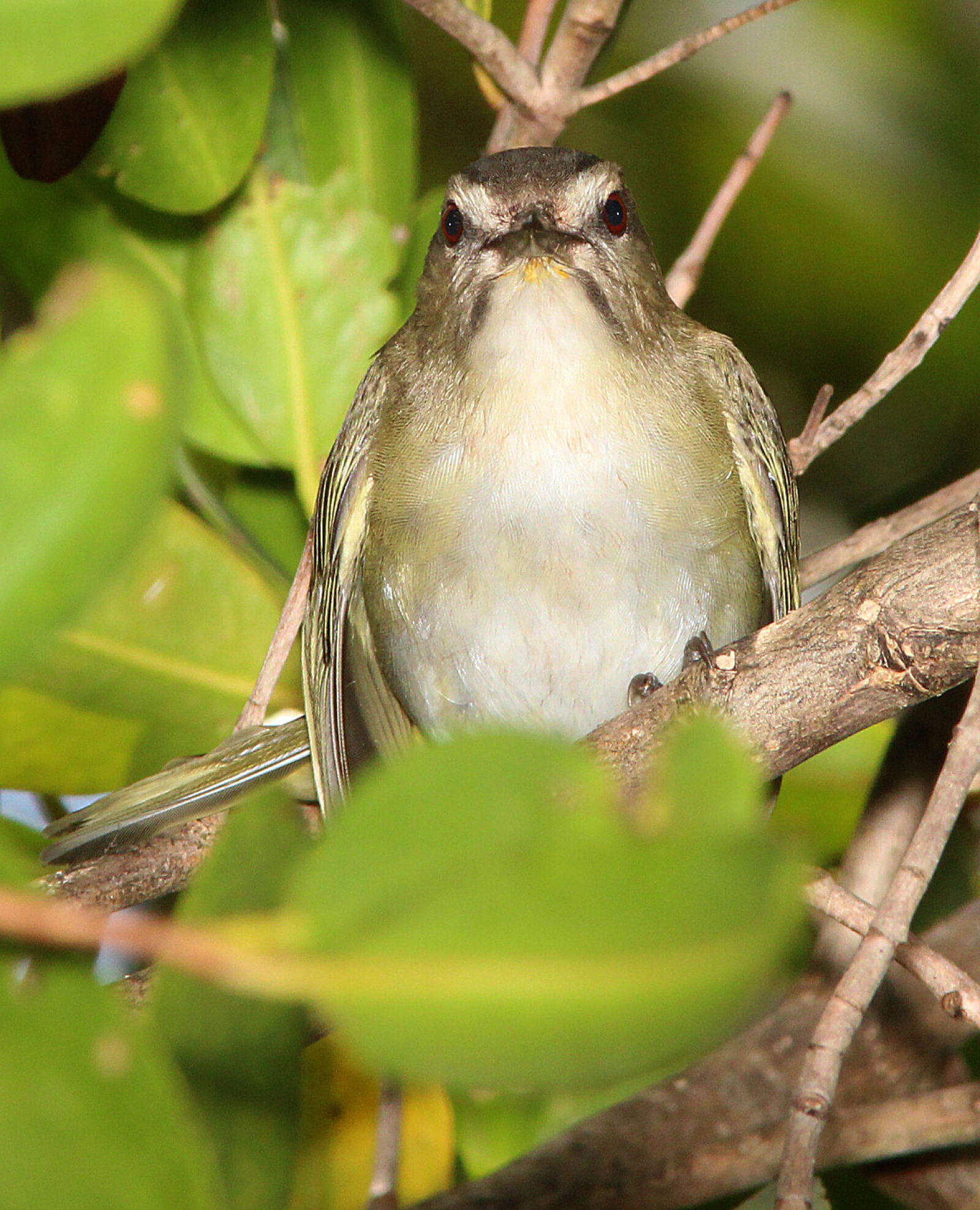 Canon EF 300mm F4L IS USM sample photo