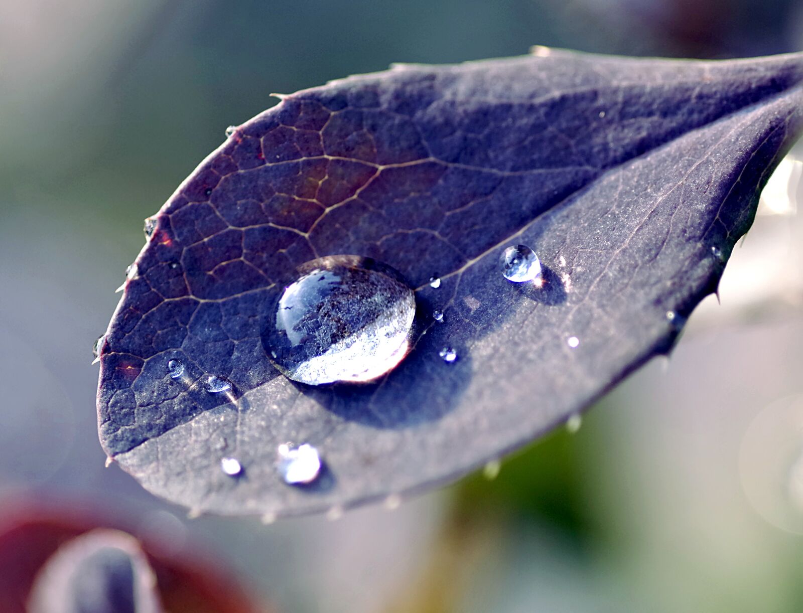 Pentax K-S2 sample photo. A drop of, leaf photography