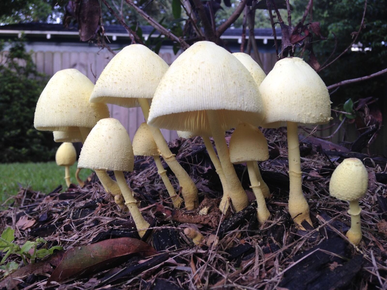 Apple iPhone 5c sample photo. Mushrooms, toadstools, fungi photography