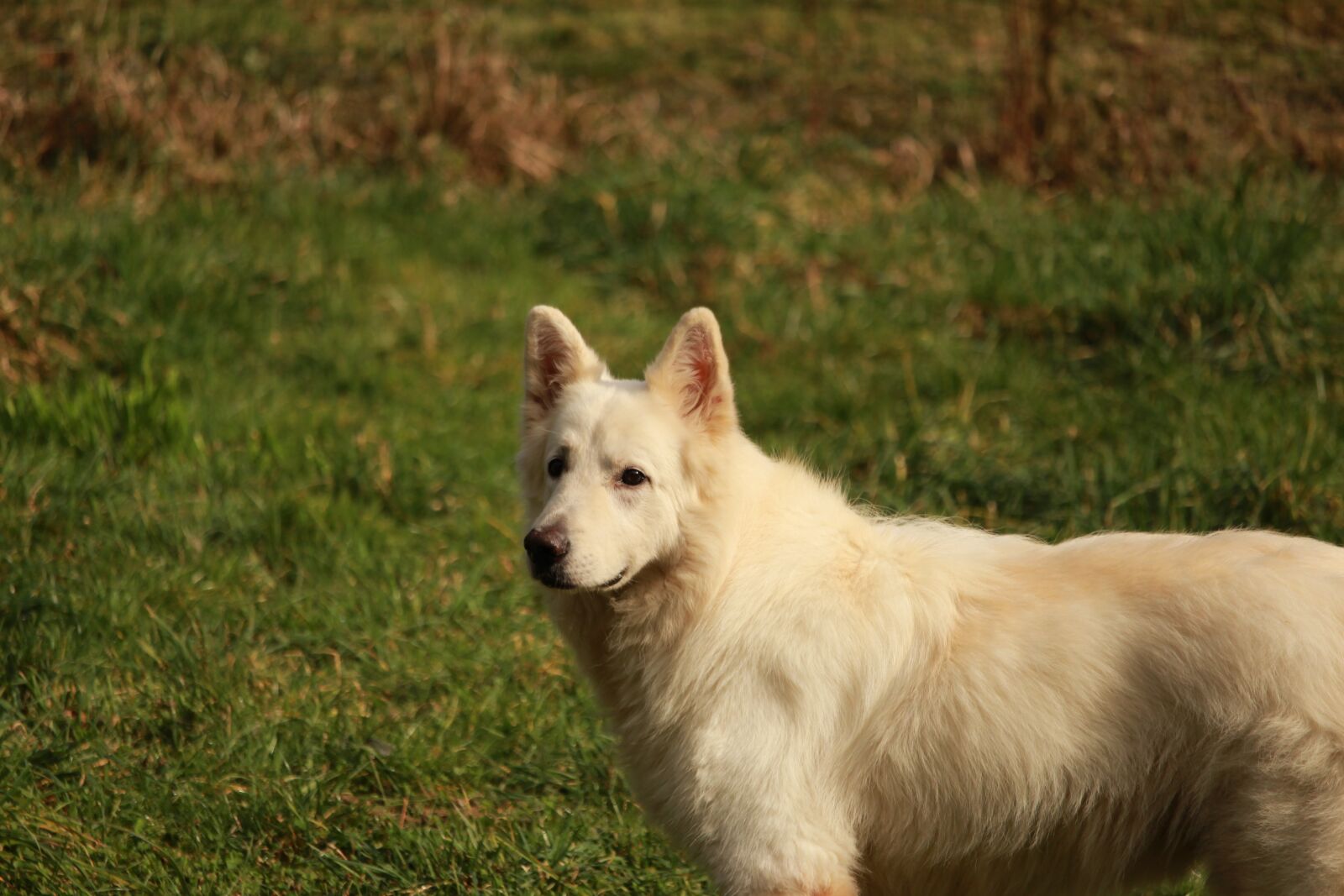 Canon EOS 1200D (EOS Rebel T5 / EOS Kiss X70 / EOS Hi) sample photo. Swiss white shepherd, animals photography