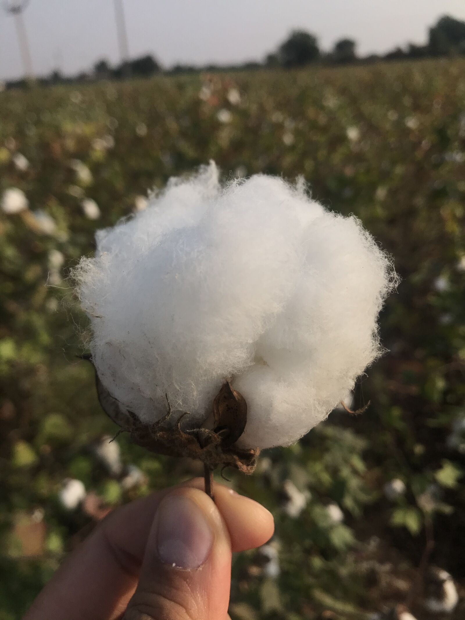 iPhone 7 back camera 3.99mm f/1.8 sample photo. Cotton, cotton flower, bud photography