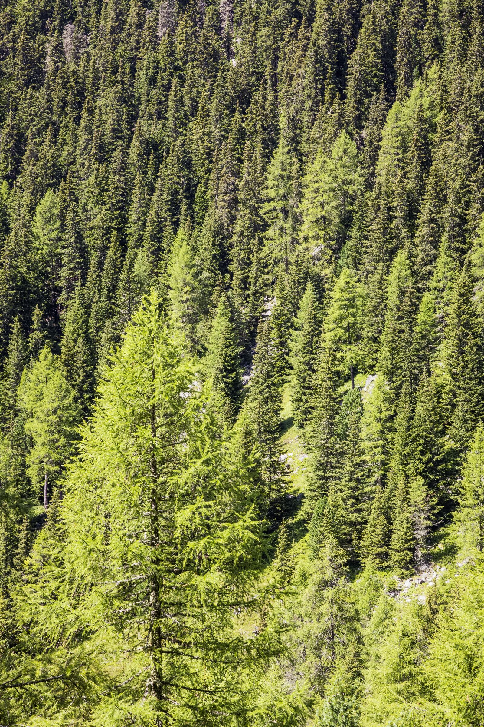 Canon EF 24-70mm F2.8L II USM sample photo. Forest, tree, conifer photography
