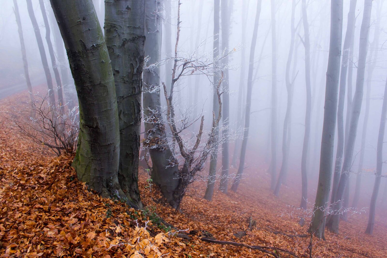 Canon EOS 1100D (EOS Rebel T3 / EOS Kiss X50) sample photo. Wood, fog, landscape, nature photography