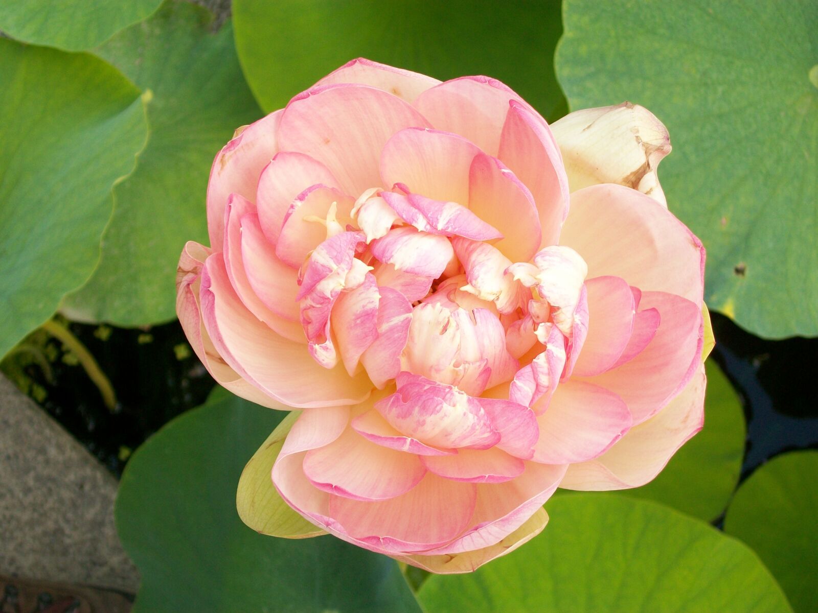 Kodak EASYSHARE C1013 DIGITAL CAMERA sample photo. Flower, pink, pale pink photography