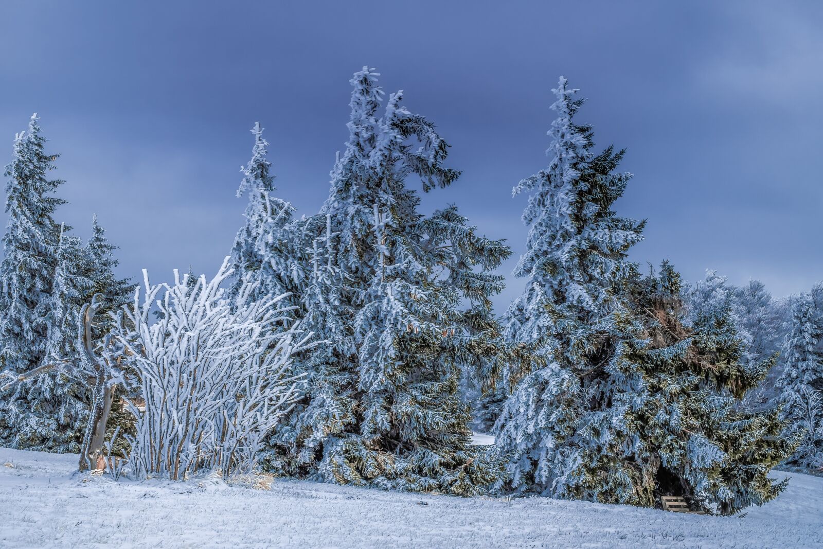 Fujifilm X-T10 sample photo. Wintry, firs, frost photography