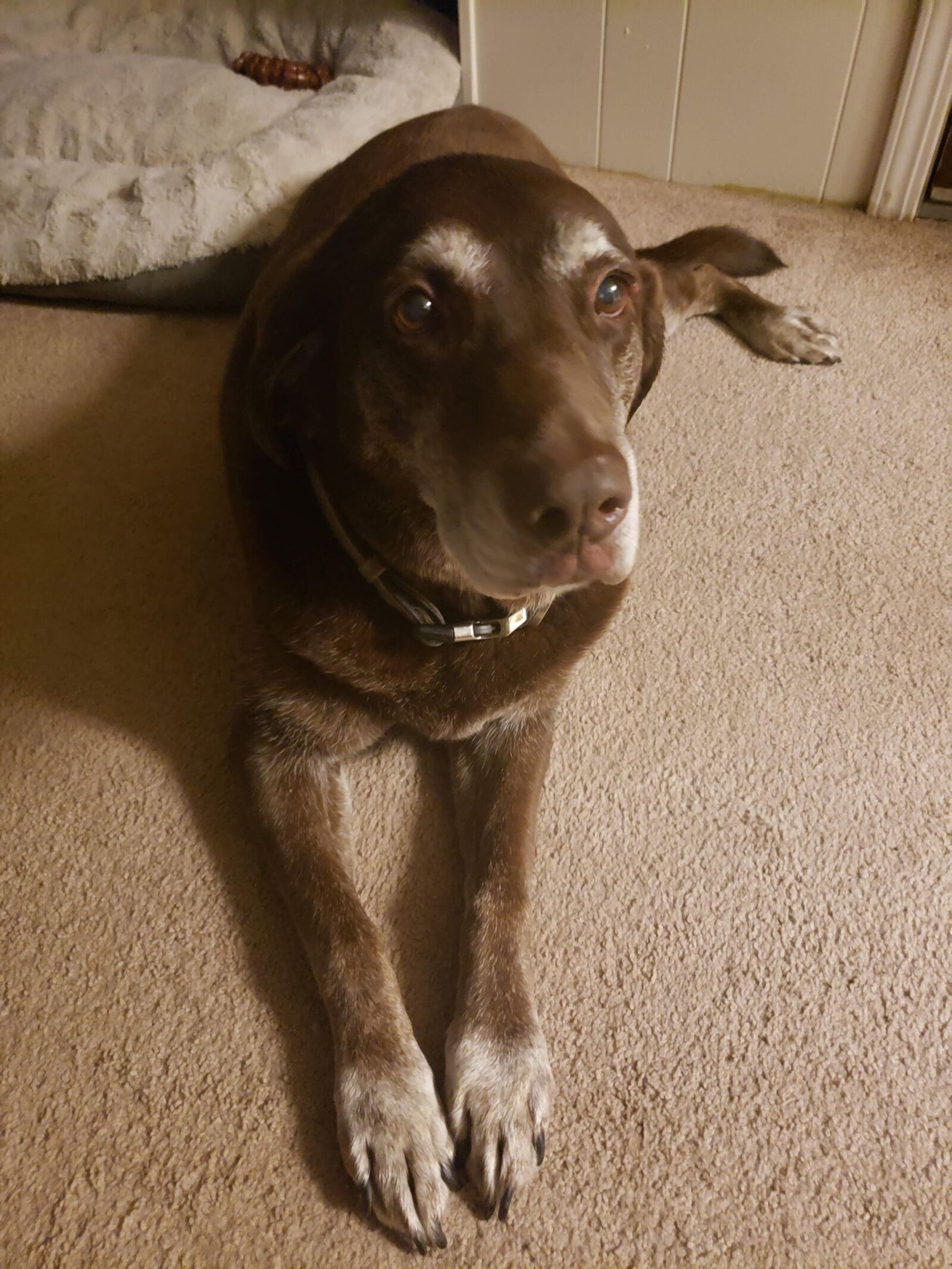 Samsung Galaxy Note9 sample photo. Dog, labrador, old photography