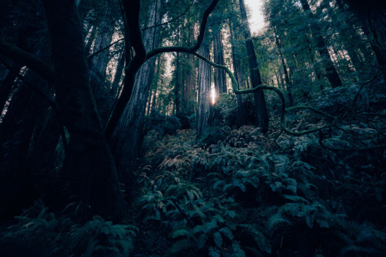 Sony a7R II sample photo. Dark, forest, landscape photography