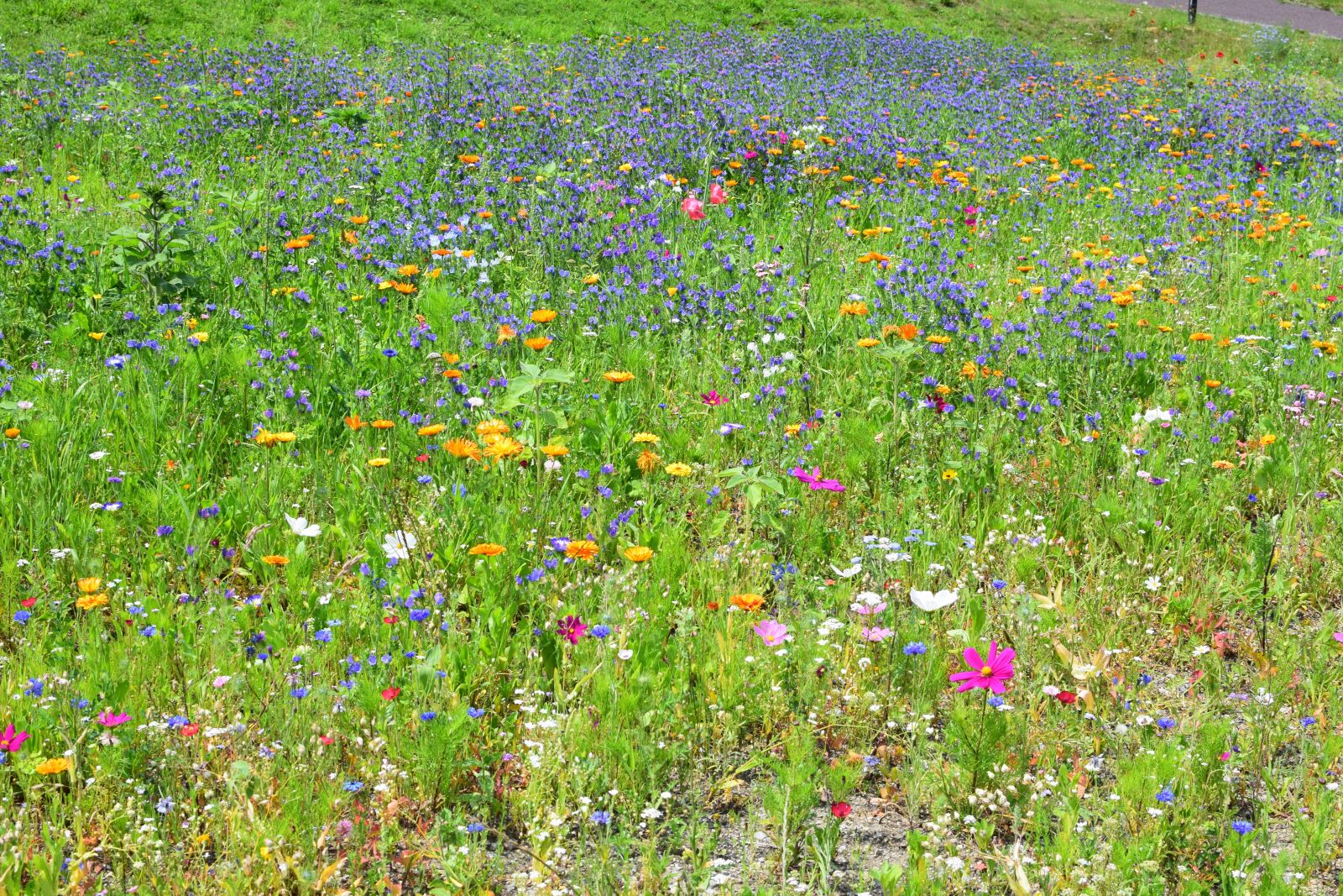 Nikon D5300 sample photo. Wild flower meadow, colorful photography