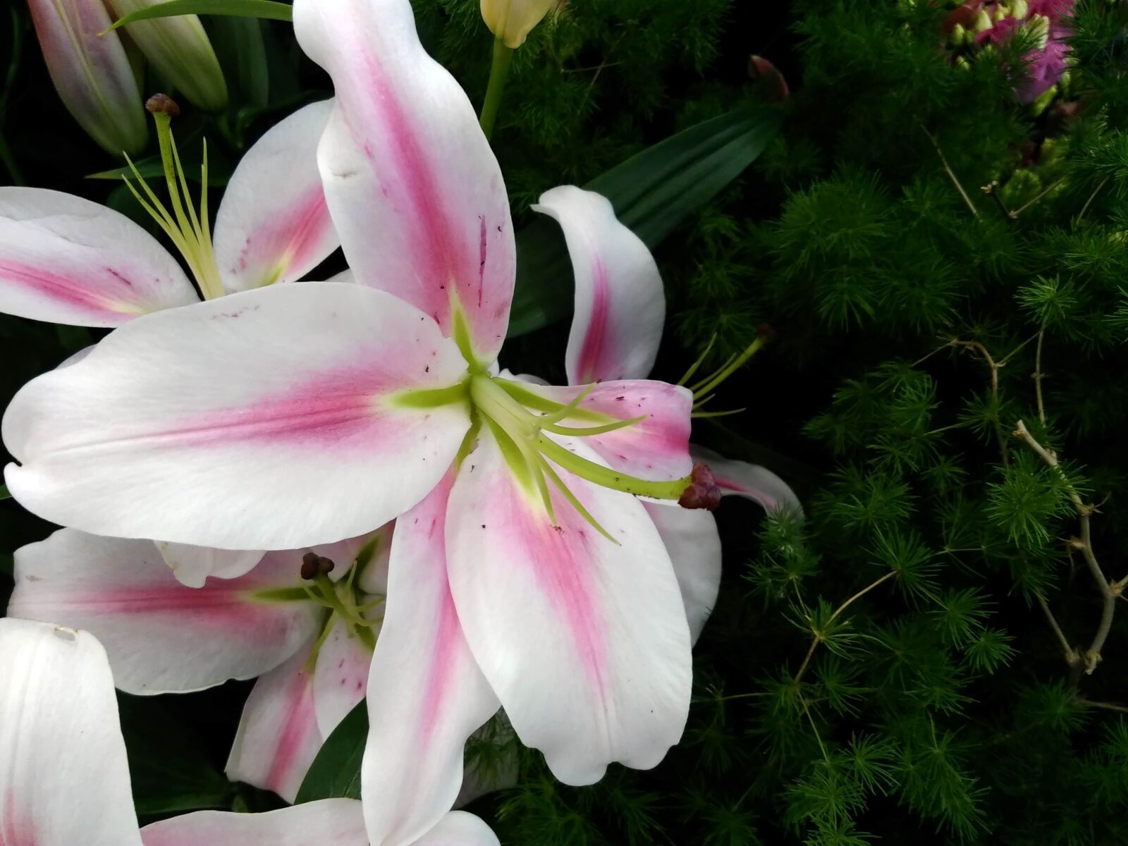 Lenovo S60-A sample photo. Amaryllis, blossom, pink, plant photography