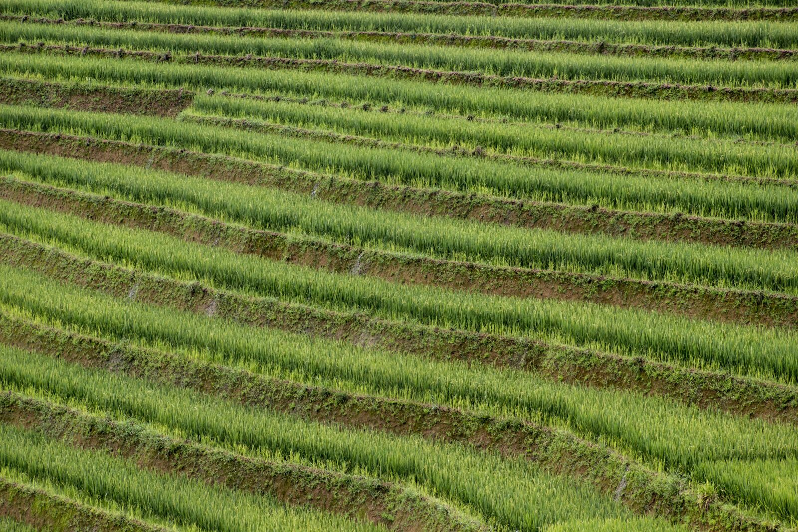 Canon EOS 600D (Rebel EOS T3i / EOS Kiss X5) sample photo. Sapa, vietnam, landscape photography