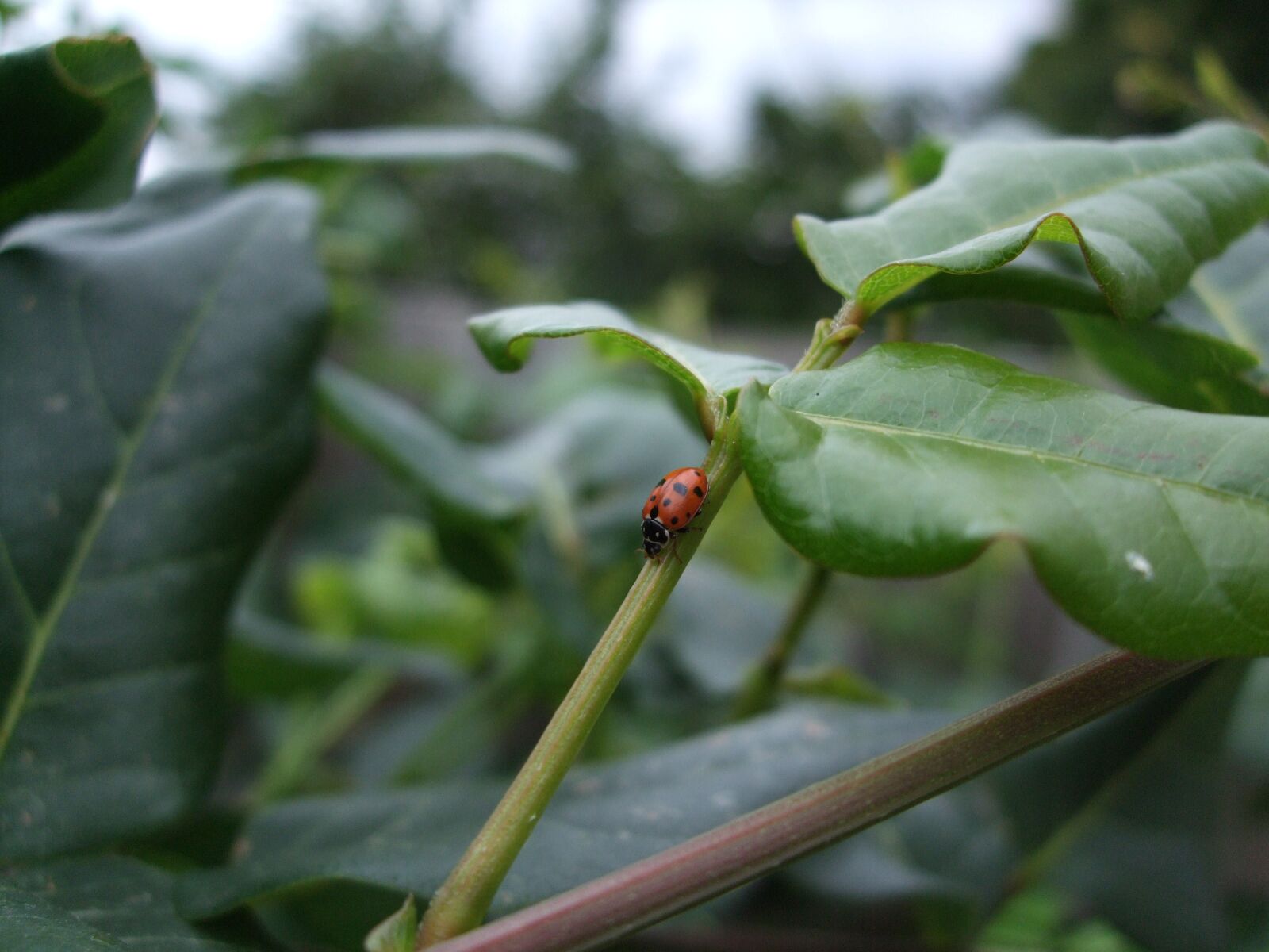 Fujifilm FinePix F50fd sample photo. Ladybird, ladybug, insect photography