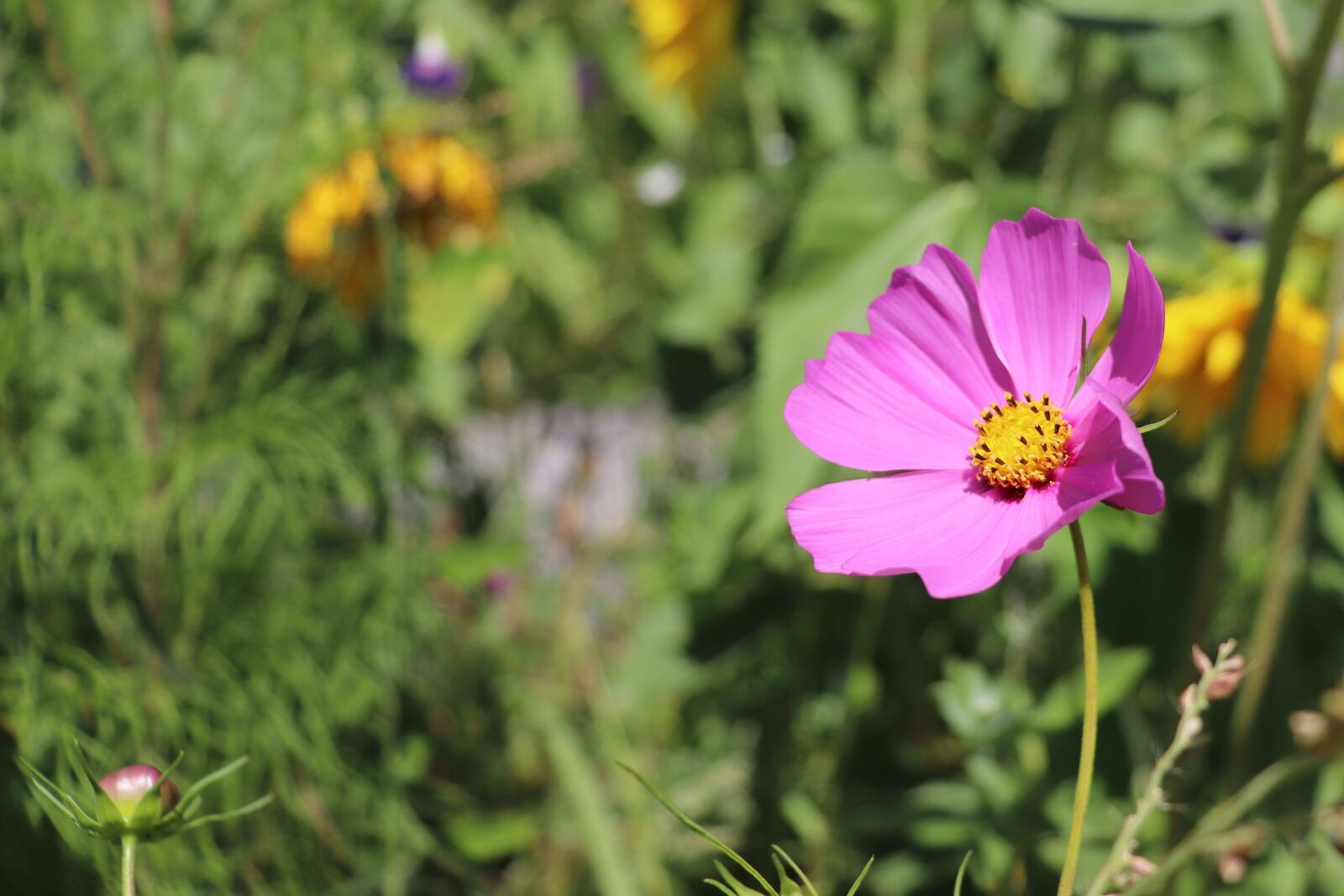Canon EOS 800D (EOS Rebel T7i / EOS Kiss X9i) sample photo. Flower, meadow, nature photography