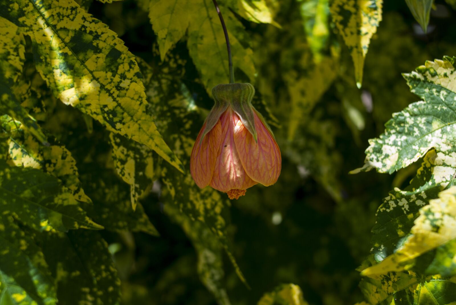 Nikon D60 sample photo. Leaf, nature, plant photography