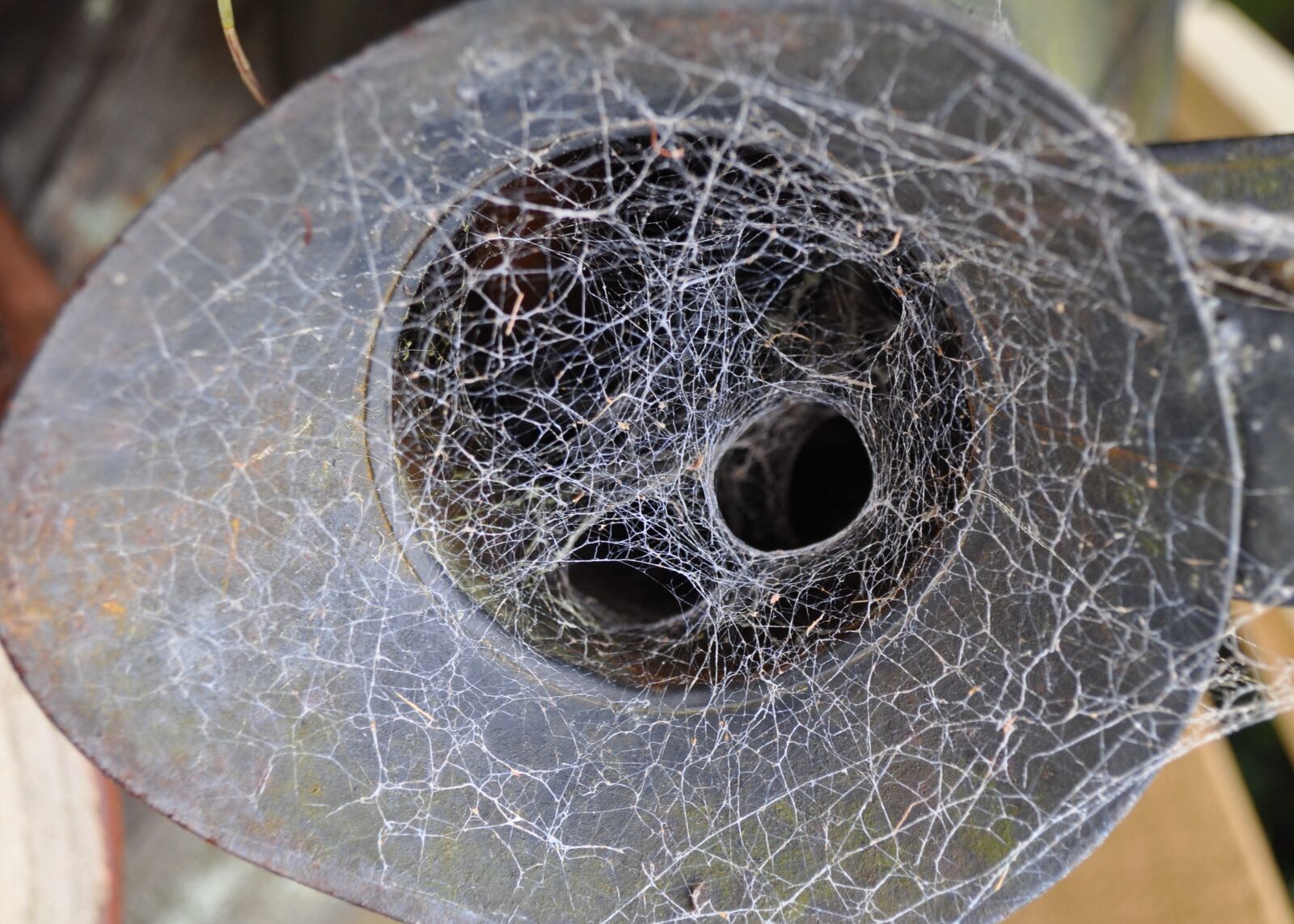 Nikon D5000 sample photo. Spider, web, clematis photography