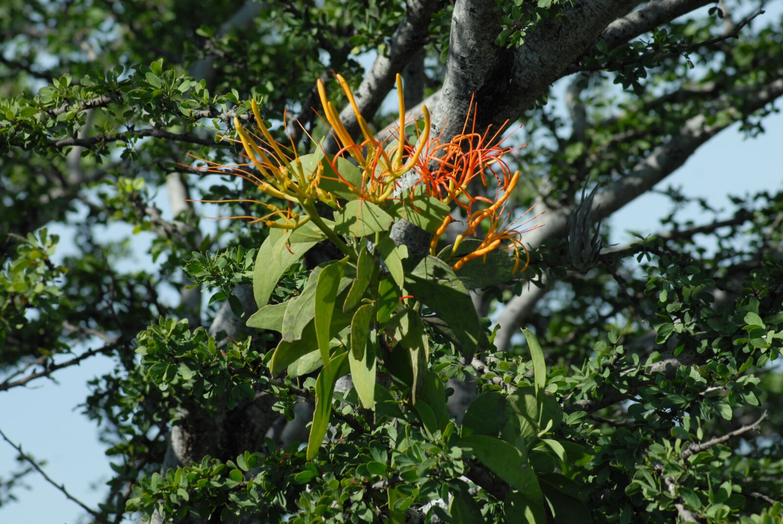 Nikon D200 sample photo. Flower, tree, nature photography