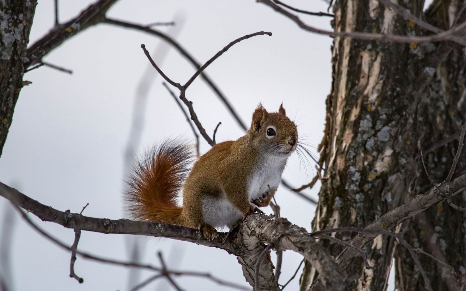 Canon EF-S 55-250mm F4-5.6 IS STM sample photo. Squirrel, animal, rodents photography