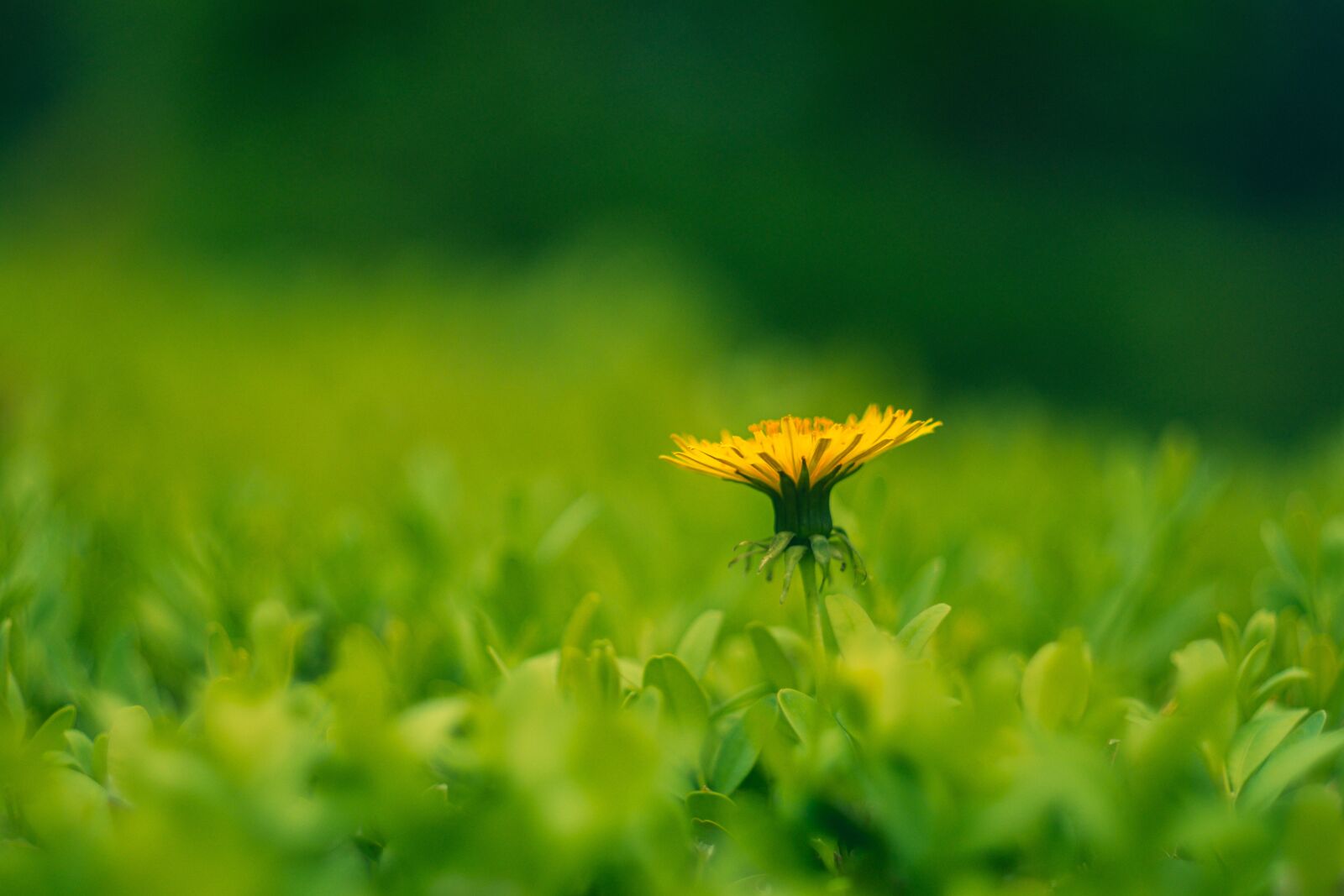 Fujifilm X-T3 sample photo. Flower, yellow, blackbreaker photography