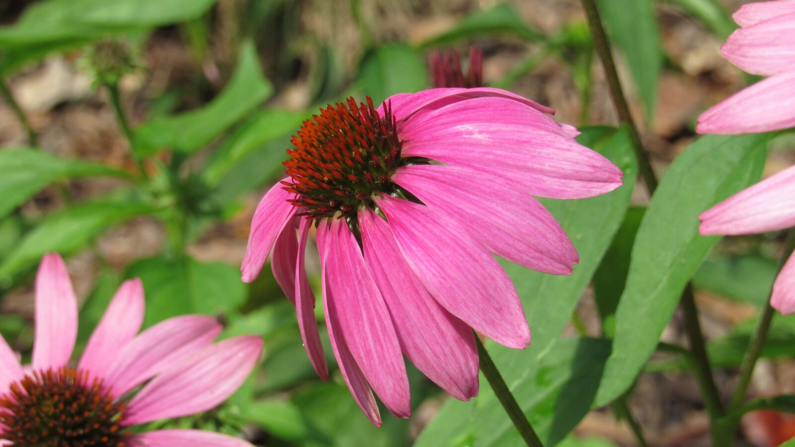 Canon PowerShot SX530 HS sample photo. Daisy, pink, flower photography