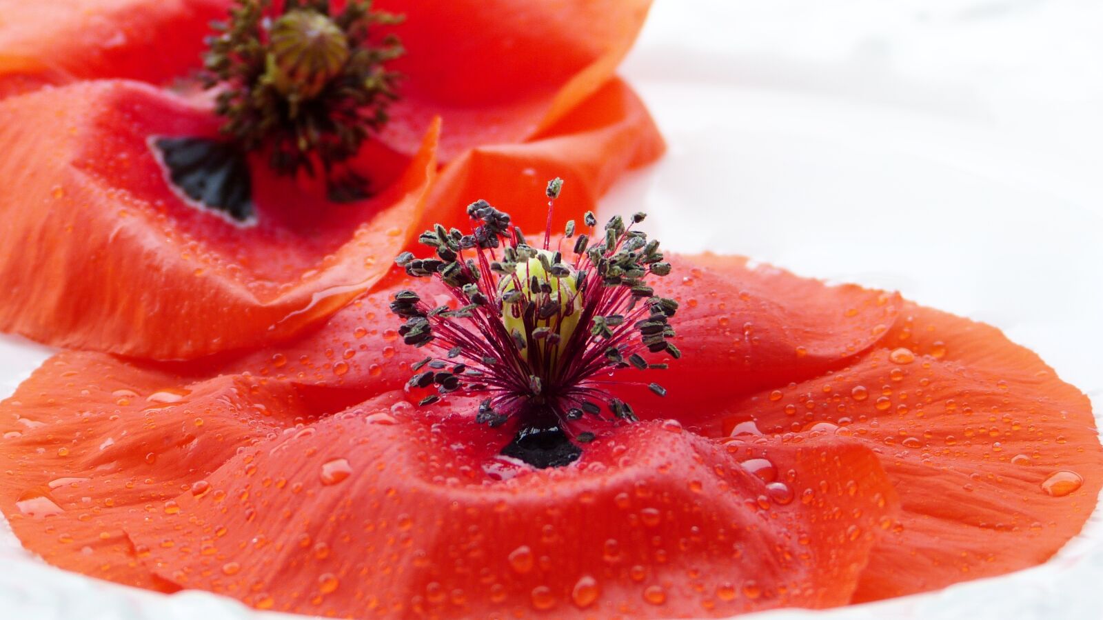 Panasonic Lumix DMC-FZ150 sample photo. Poppy, blossom, bloom photography