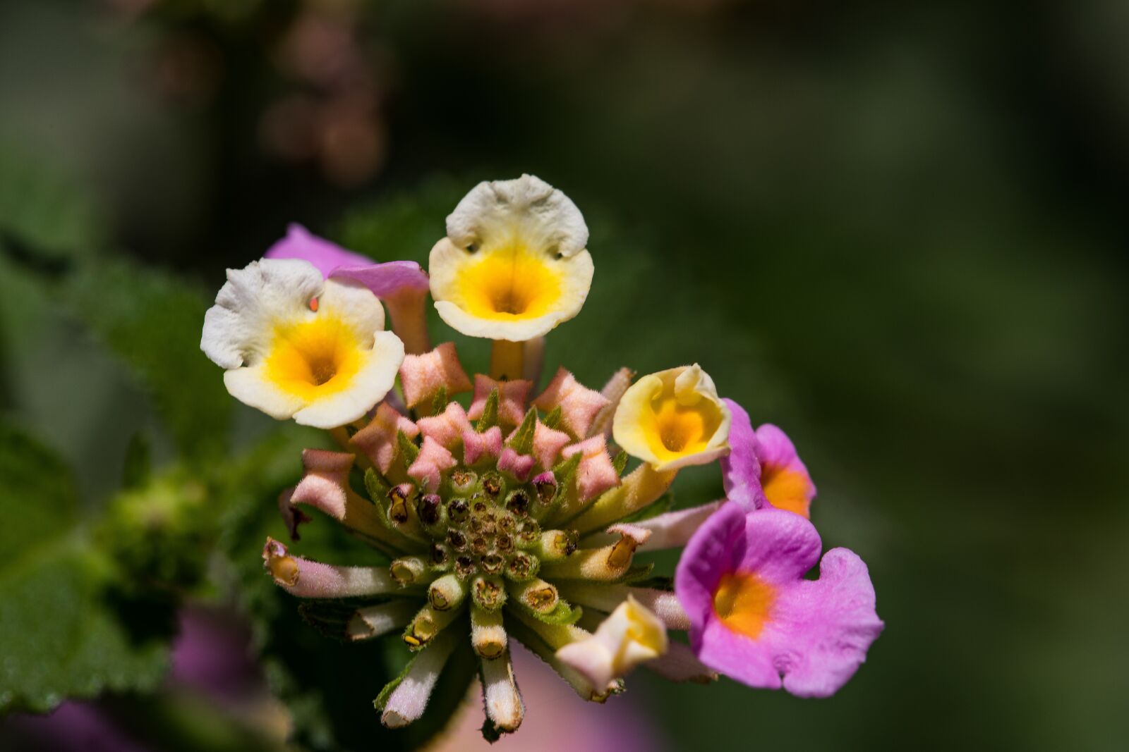 Canon EOS 5D Mark IV sample photo. Flowers, colorful, nature photography