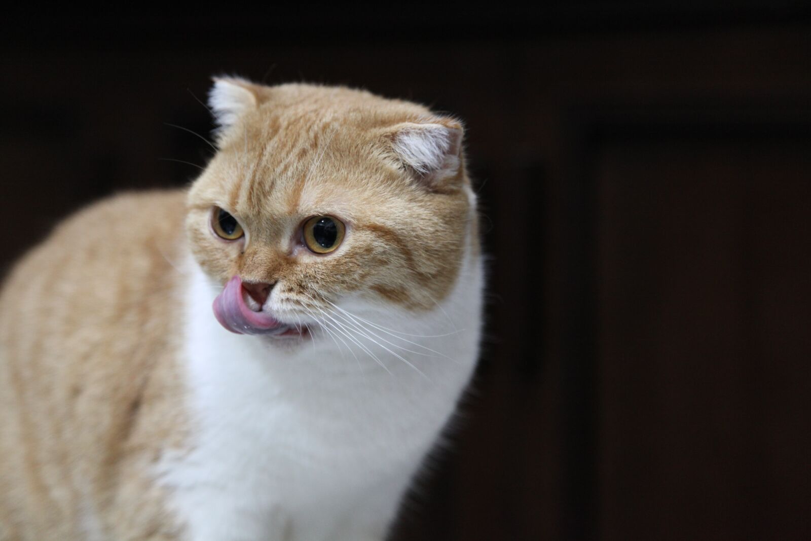 Canon EOS 5D Mark II sample photo. Cat, eat, looking photography