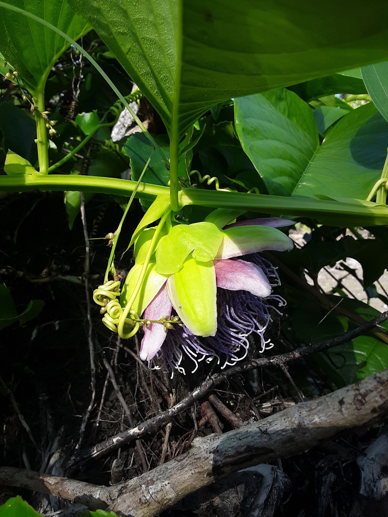 Samsung Galaxy J3 sample photo. Passion flower, vine, plant photography