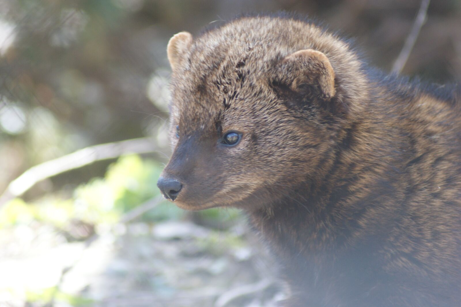 Sony Alpha DSLR-A350 sample photo. Fisher, animal, wildlife photography