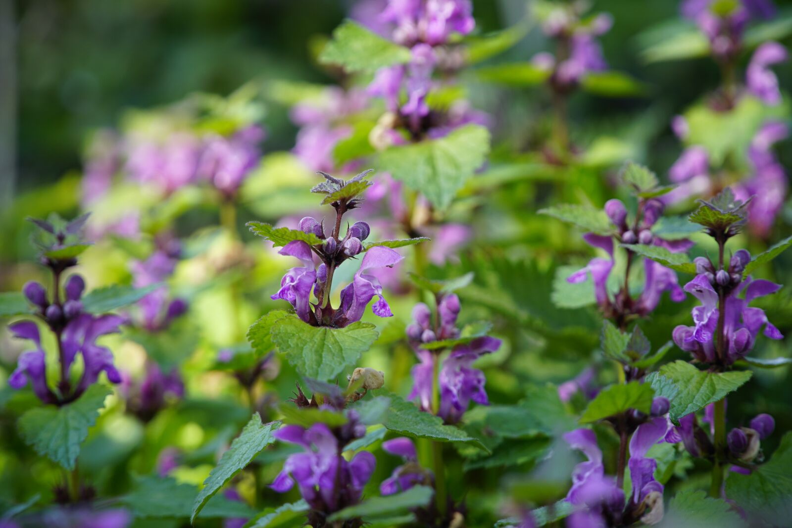 Sony a7R II + Sony E PZ 18-105mm F4 G OSS sample photo. Sunny, day, forest photography