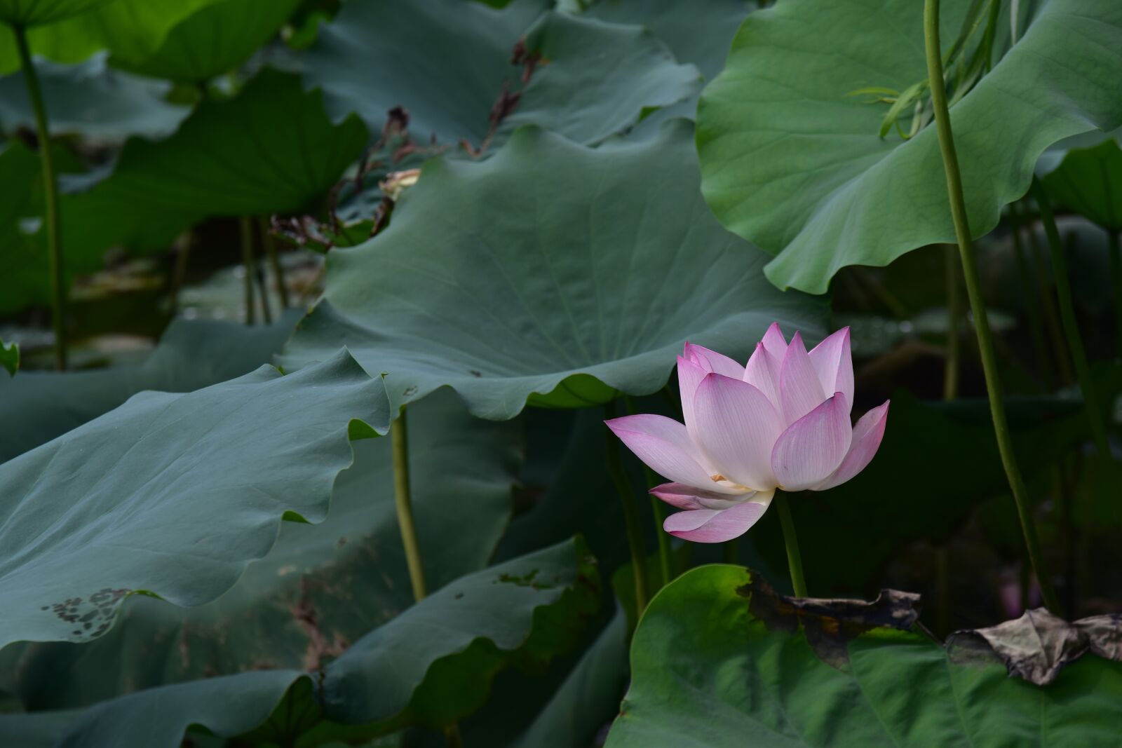 Nikon D5500 sample photo. Summer, lotus, xiahe photography