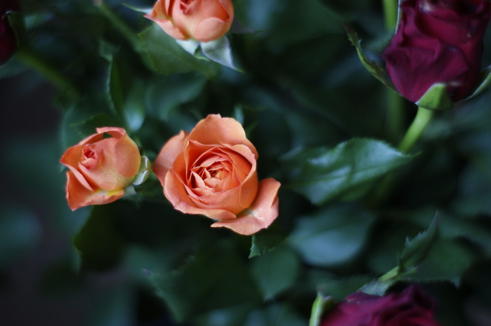 Sony Alpha DSLR-A380 sample photo. Flowers, roses, nature photography