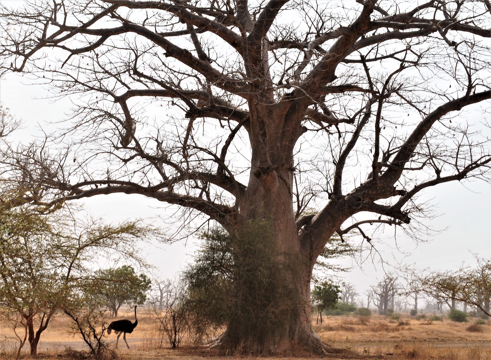 Nikon D300 sample photo. Tree, majestic, africa photography