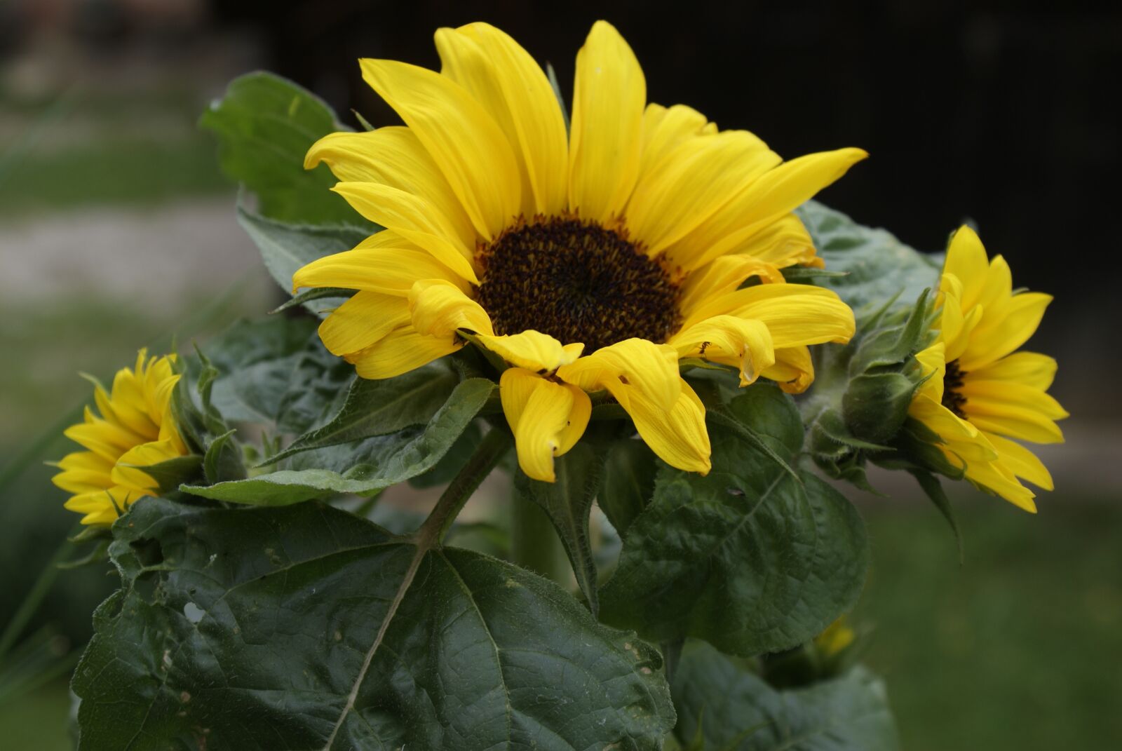 Sony Alpha DSLR-A200 sample photo. Sunflower, summer, garden photography