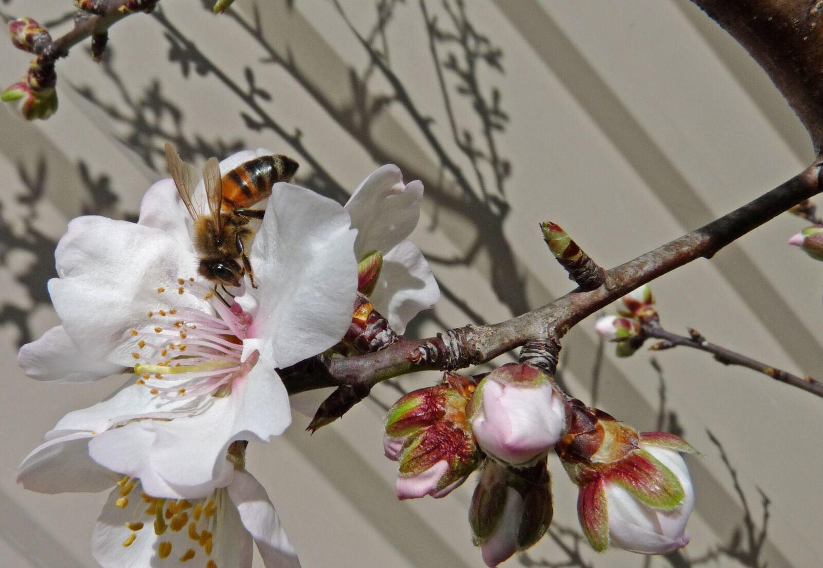 Panasonic Lumix DMC-FZ28 sample photo. Bee, insect, almond photography