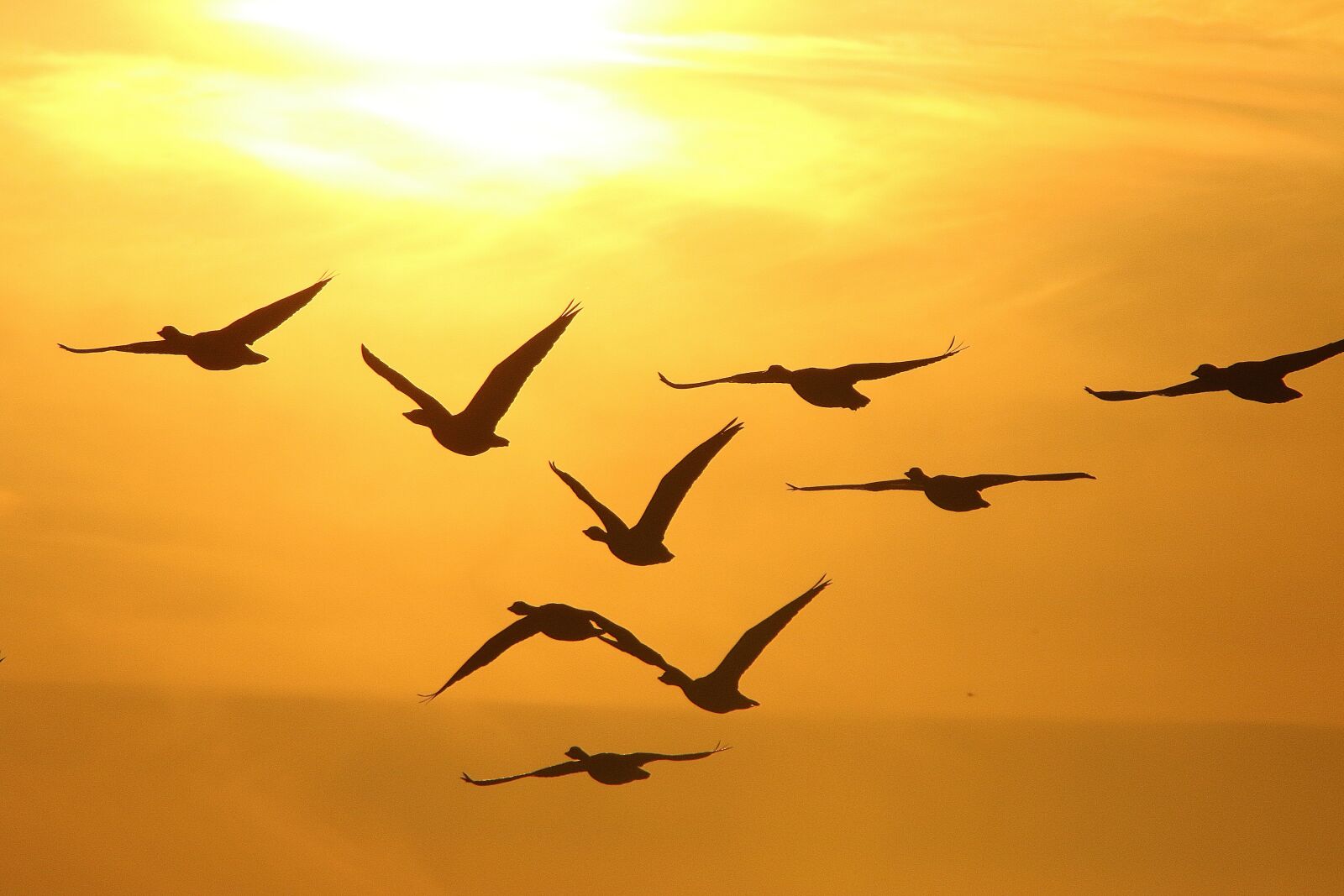 Canon EOS 7D Mark II sample photo. Geese, winter, sunset photography
