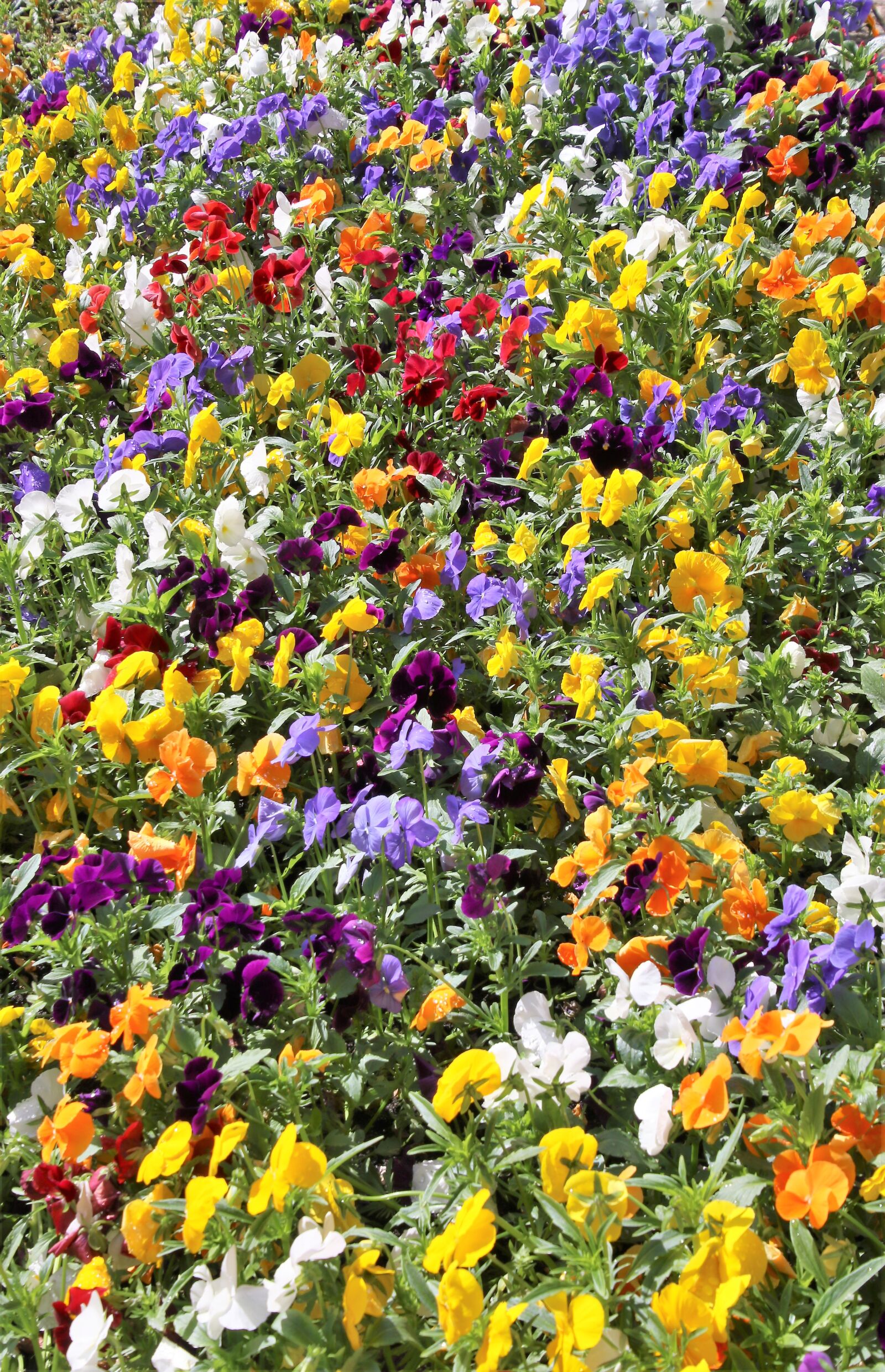 Canon EOS 7D Mark II sample photo. Colorful, flower, bed, flowers photography