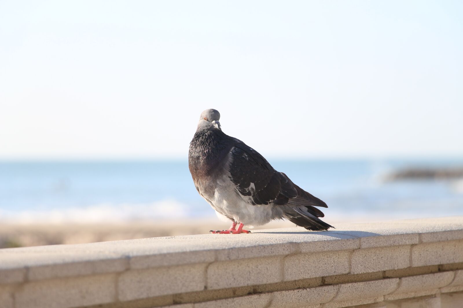 Canon EOS 700D (EOS Rebel T5i / EOS Kiss X7i) sample photo. Paloma, freedom, fly photography