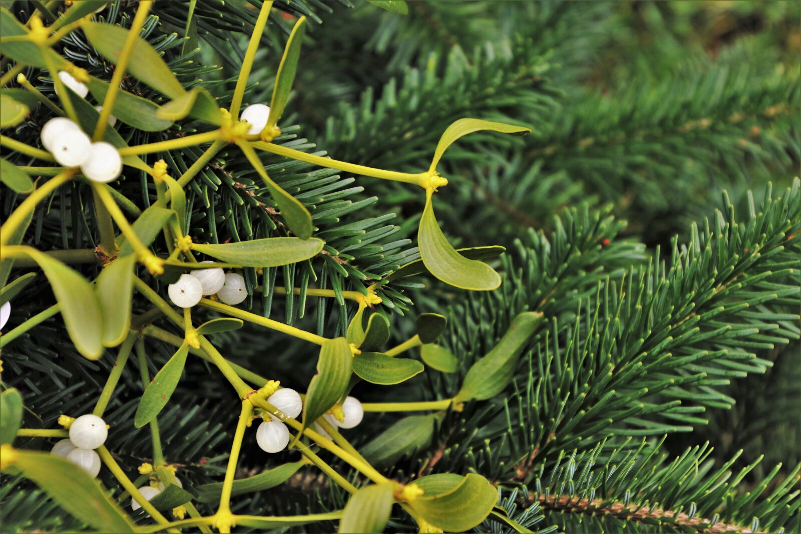 Canon EOS 80D sample photo. Christmas tree, mistletoe, decoration photography