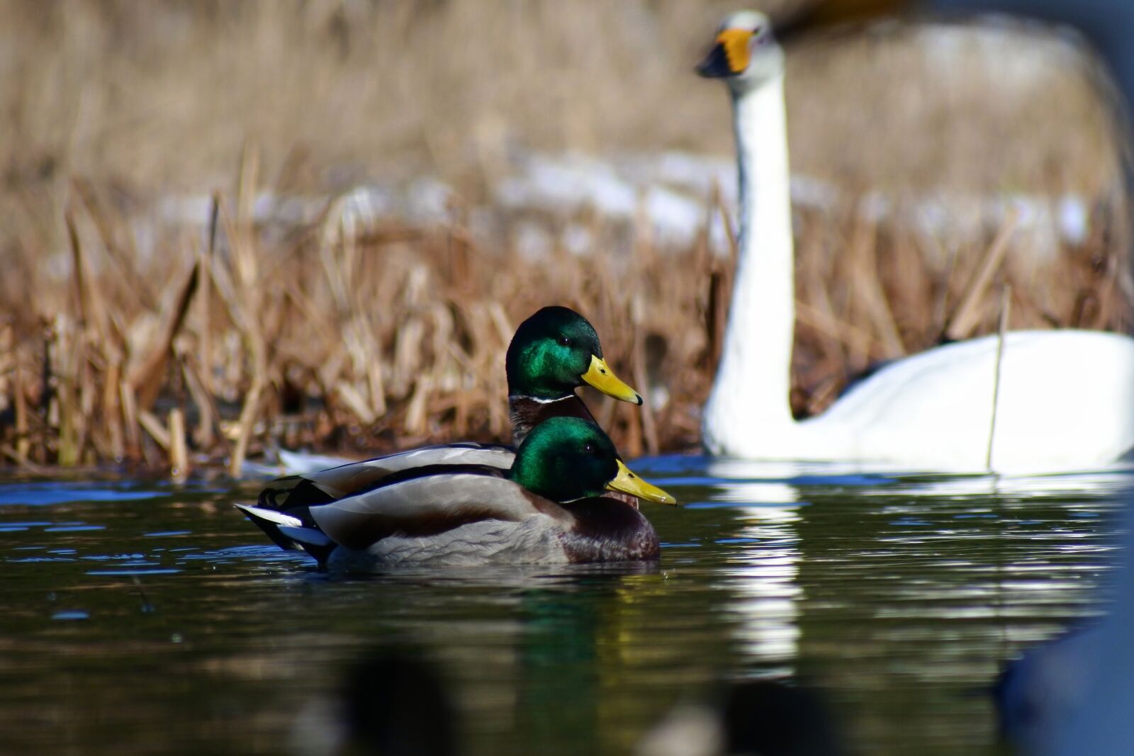 VR 70-300mm f/4.5-6.3G sample photo. Animal, lake, waterside photography