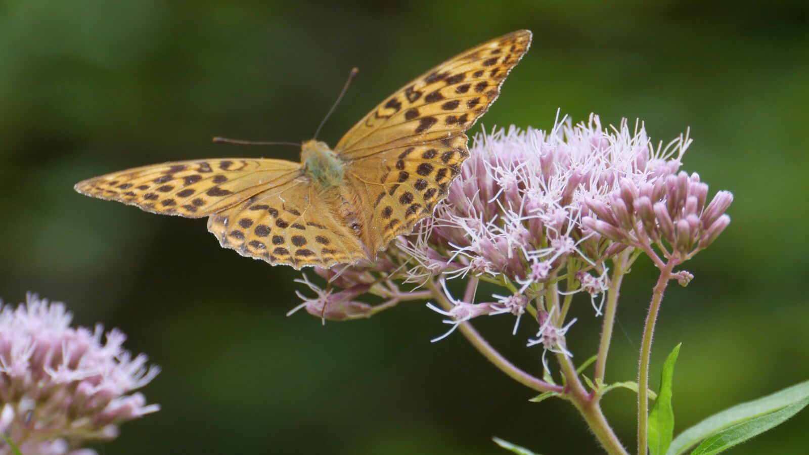 Panasonic Lumix DMC-GH3 sample photo. Butterfly, nature, flower photography