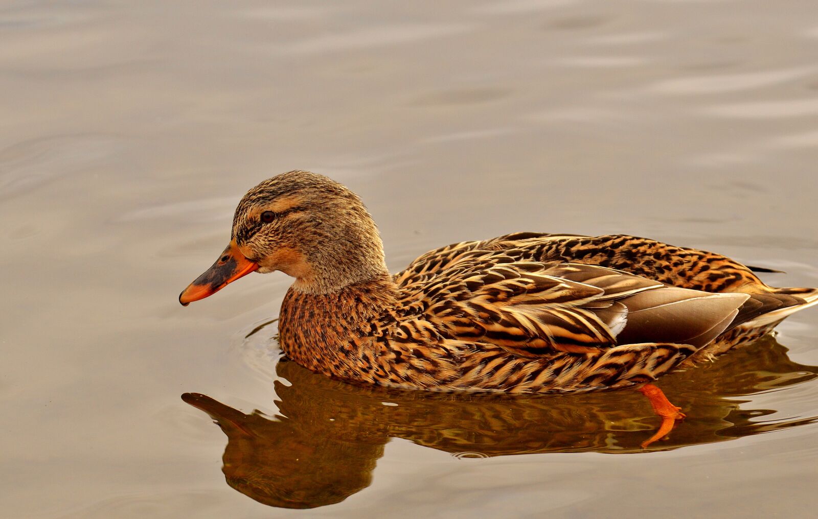 Nikon D3200 sample photo. Duck, mallard, colorful photography