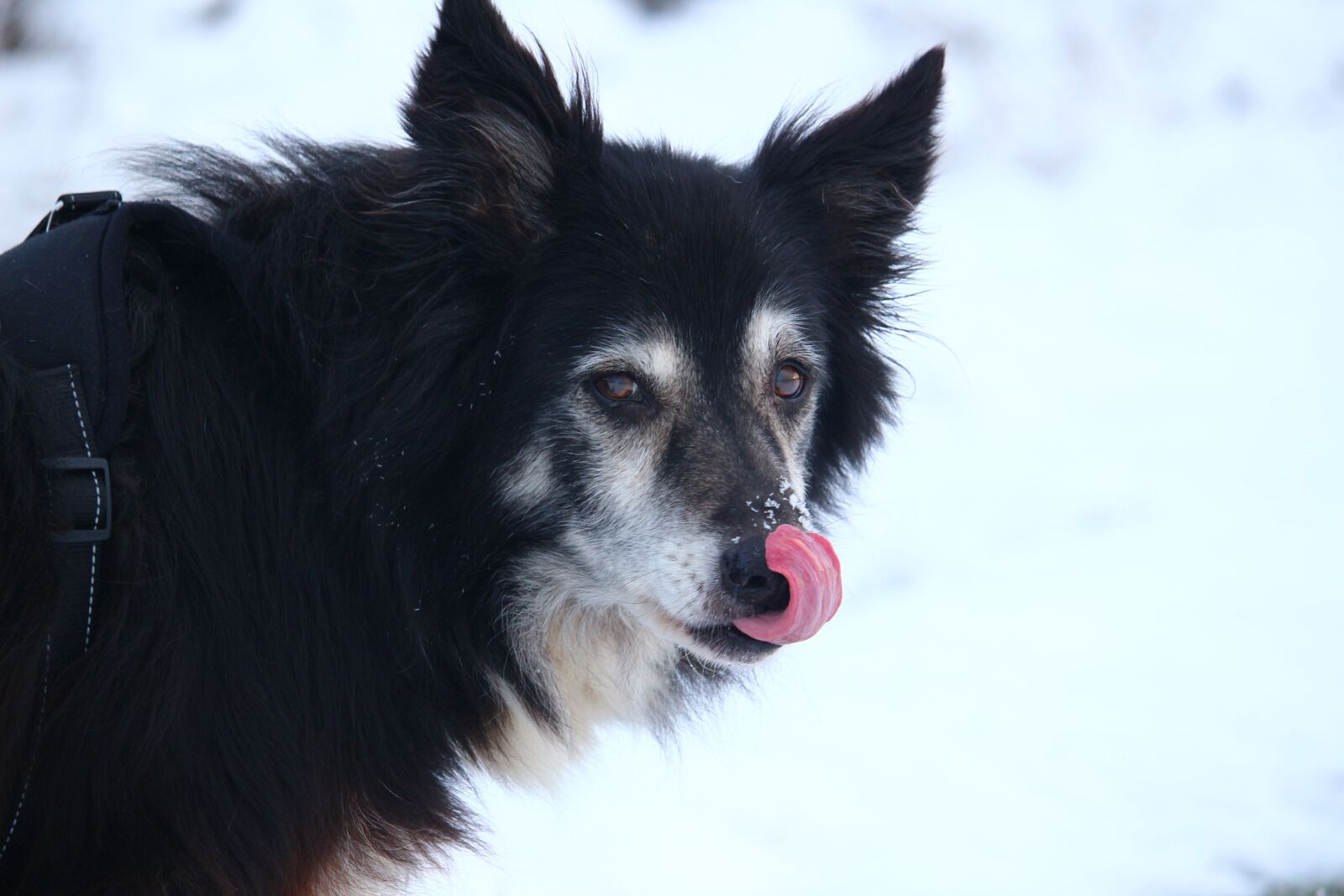 Canon EOS 100D (EOS Rebel SL1 / EOS Kiss X7) sample photo. Dog, border, snow photography