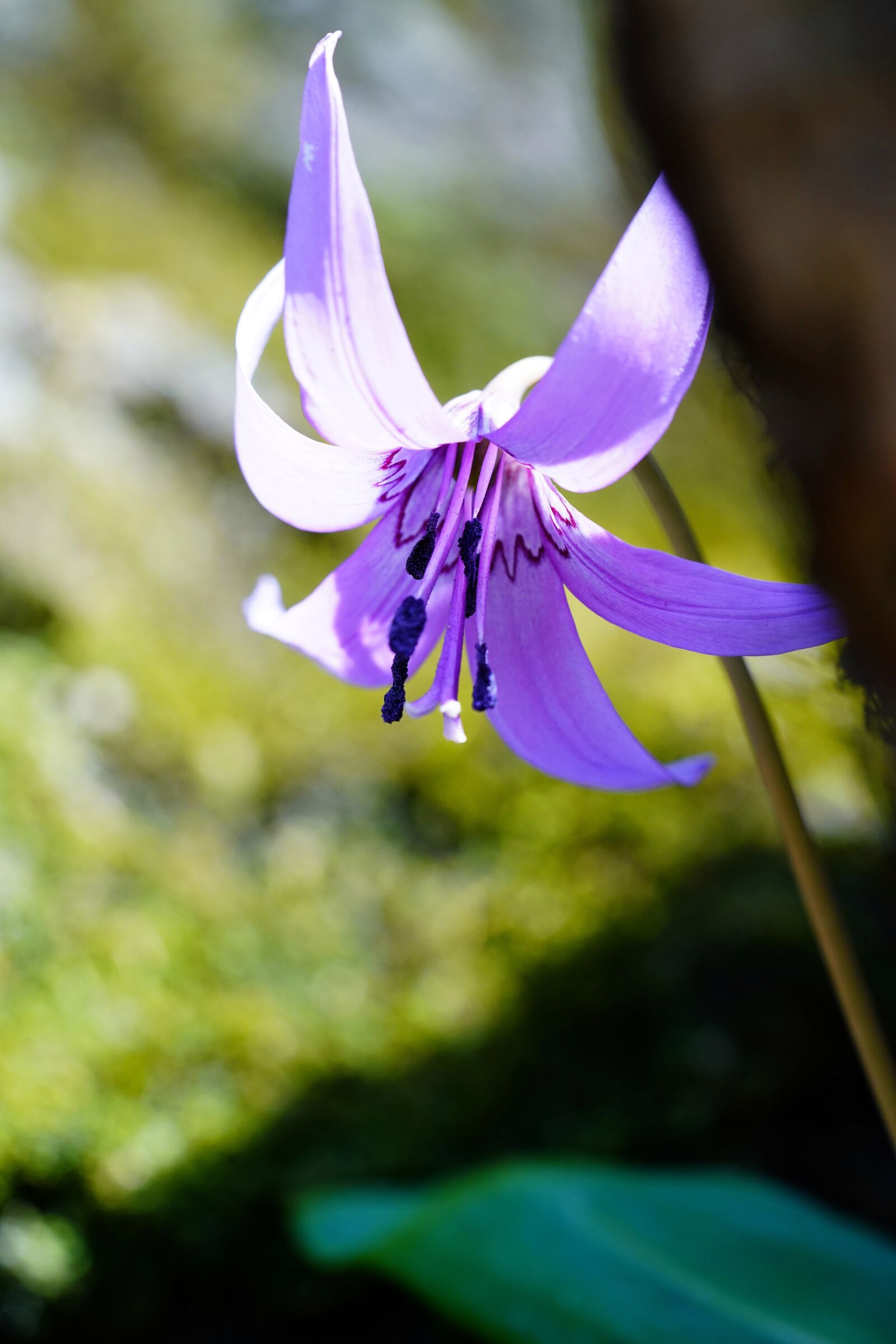 Sony a7R III sample photo. Flower, how do, purple photography